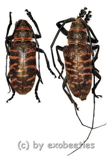 Ceroplesis poggei ( 20 – 29 ) A1-