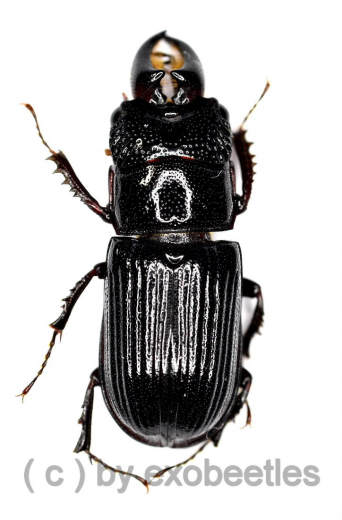 Ceruchus yangi ( Schröter ) ( 10 – 14 )