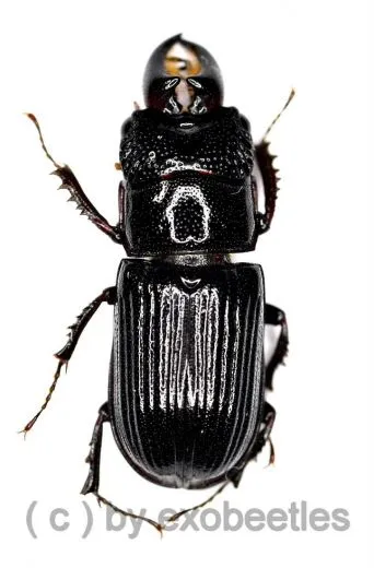 Ceruchus yangi ( Schröter ) ( 10 – 19 ) A2