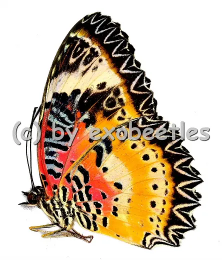 Cethosia cyane cyane