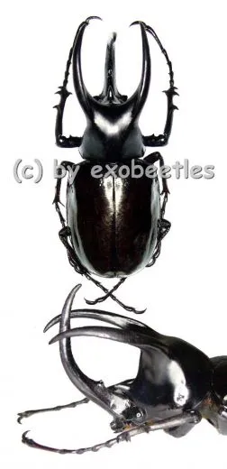 Chalcosoma moellenkampi ( 90 – 94 )