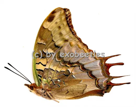 Charaxes antamboulou