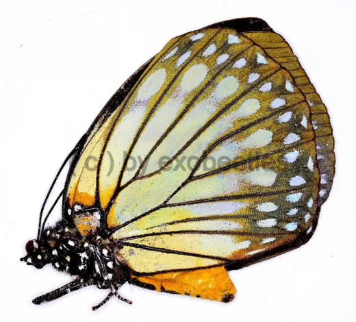 Charaxes crossleyi