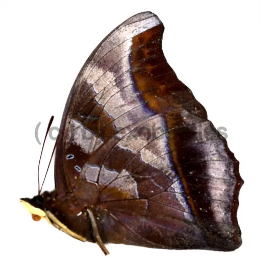 Charaxes laodice