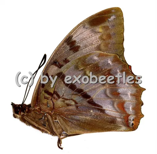 Charaxes proteclea