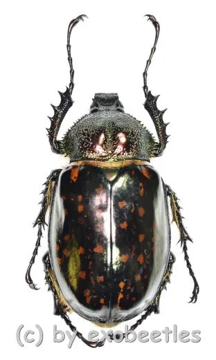 Cheirotonus battareli ( 50 – 54 ) A2