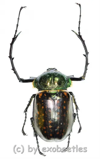 Cheirotonus battareli ( 50 – 54 )