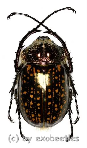Cheirotonus gestroi gestroi ( 45 – 49 ) A1-