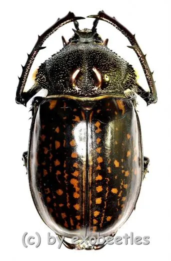Cheirotonus gestroi ( 55 – 59 )