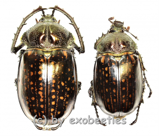 Cheirotonus gestroi ( M 55 – 59 )