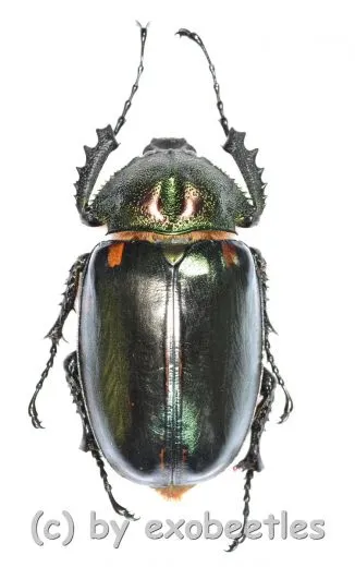 Cheirotonus jansoni ( 60 – 64 ) A1-