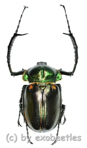 Cheirotonus jansoni ( 65 – 69 )