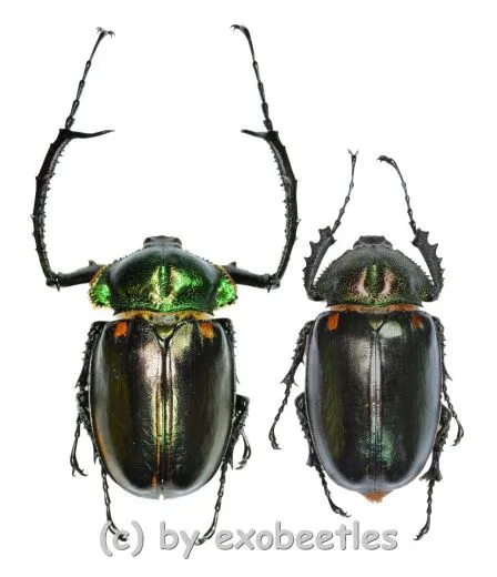 Cheirotonus jansoni ( M 55 – 59 )