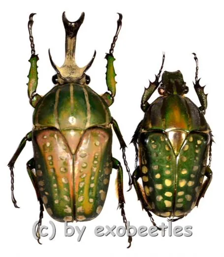 Chelorrhina polyphemus ( M 70 – 74 )
