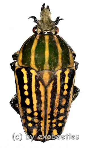 Chelorrhina savagei ( 50+ ) A2