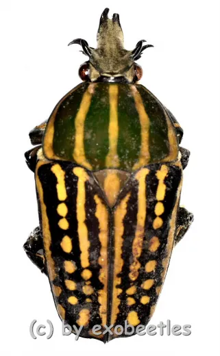 Chelorrhina savagei ( 50+ ) A2