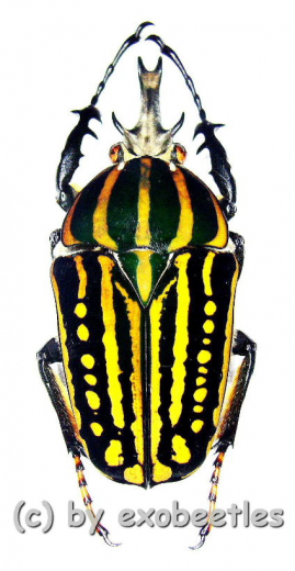 Chelorrhina savagei ( 50 – 54 )