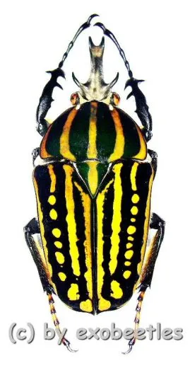 Chelorrhina savagei ( 50 – 54 )