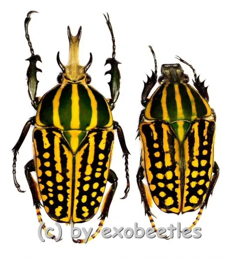 Chelorrhina savagei ( M 55 – 59 ) M = A1-