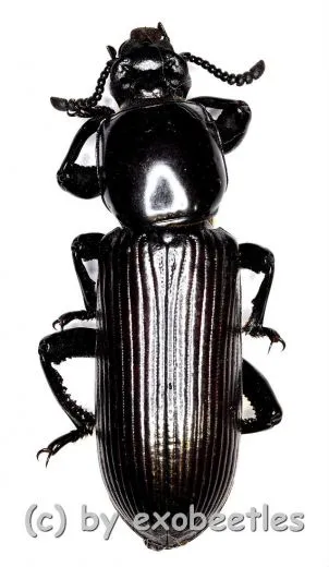 5 x Chiroscelis digitata