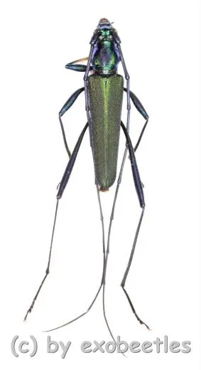 Chloridolum spec. #2 ( 15 - 19 ) A2