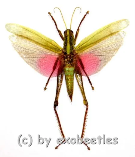 Chondracris rosea rosea ( spread )