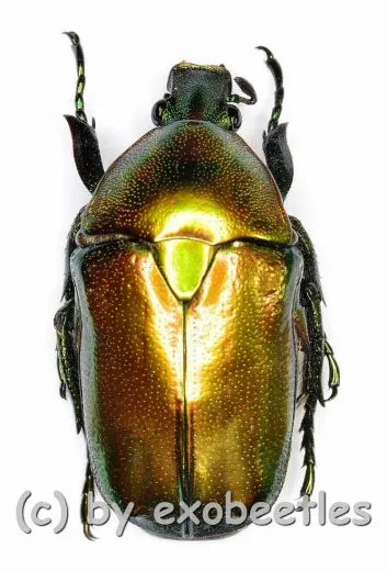 Chondrorrhina ( Plaesiorrhinella ) cinctuta recurva ( 20 – 24 )