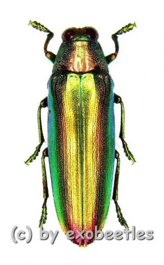 Chrysochroa aurora ( 25 – 39 )