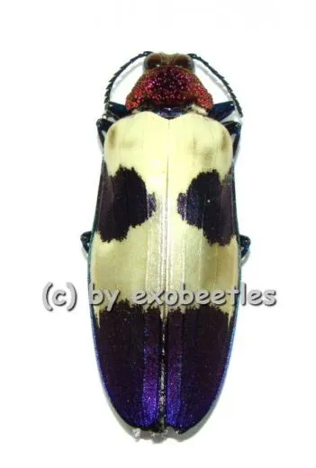 5 x Chrysochroa buqueti rugicollis