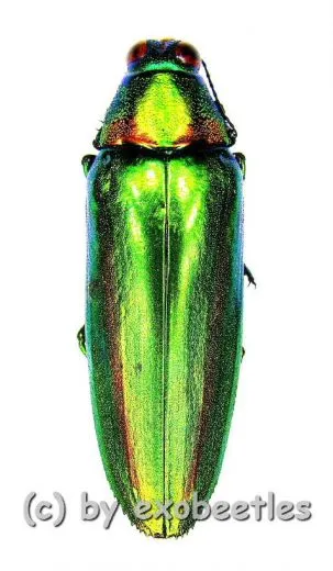 Chrysochroa rajah thailandica ( 35 – 39 )