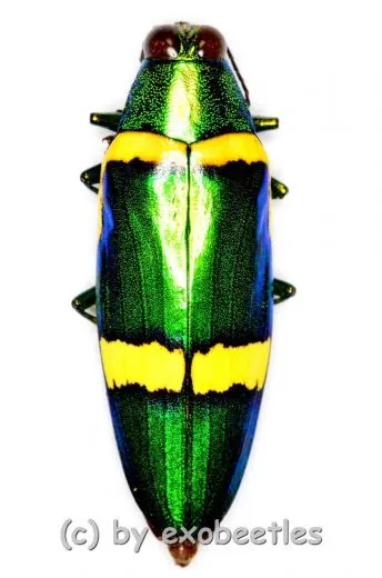 Chrysochroa viridisplendens ( 45 – 49 )