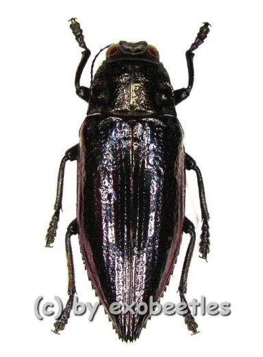 Chrysodema elongata ( 25 - 29 )
