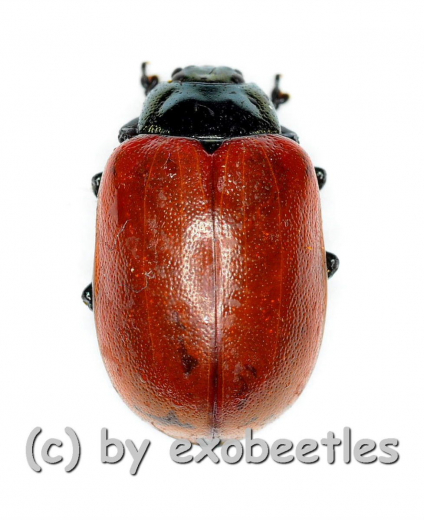 Chrysomala ( Melasoma ) popula ( 5 – 9 )