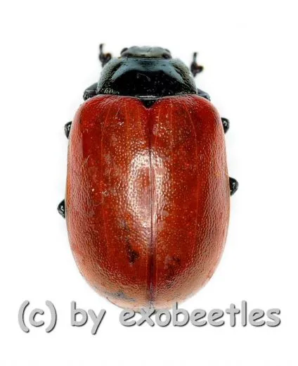 Chrysomala ( Melasoma ) popula ( 5 – 9 )
