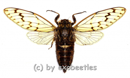 Cicada spec. #9 ( Spread )