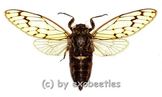 Cicada spec. #9 ( Spread )