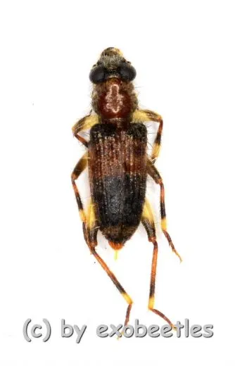 Cleridae spec. #2 ( 5 – 9 )