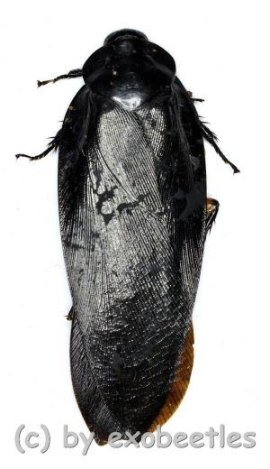 Cockroach spec. #2 ( 60 – 64 )