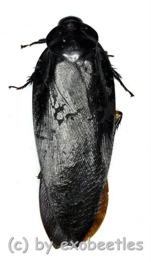 Cockroach spec. #2 ( 55 – 59 ) A2