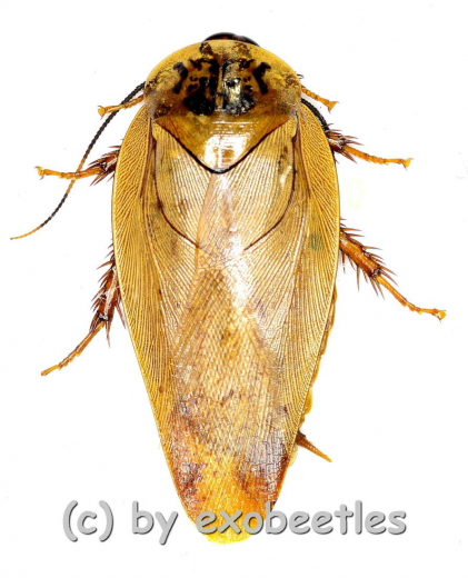 Cockroach spec. #3 ( 25 – 29 )