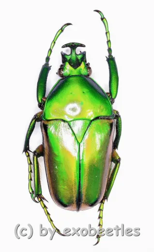 Coelorrhina ( Cyprolais ) aurata ( 30 – 34 )