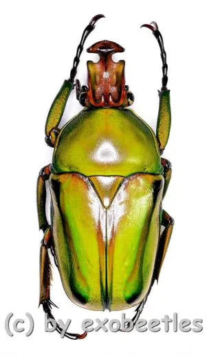 Coelorrhina ( Cyprolais ) hornimani reducta ( 25 – 34 ) A1-