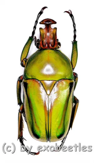 Coelorrhina ( Cyprolais ) hornimani reducta ( 25 – 34 )