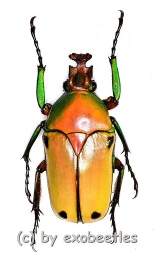 Coelorrhina ( Cyprolais ) viridipyga viridipyga ( 25 – 34 )
