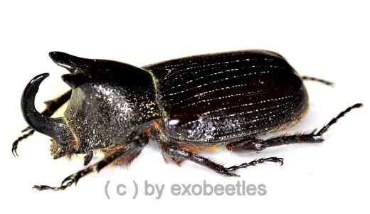 Coelosis biloba ( 45 – 49 )