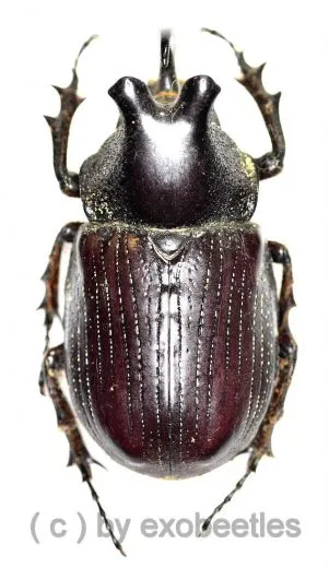 Coelosis biloba ( 40 – 44 )