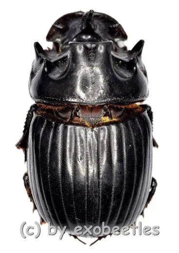Copris ( Copris ) magicus ( 20 – 24 )
