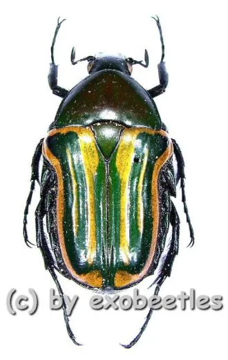 Coptomia mauritania fasciata ( 15 – 24 )