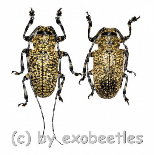 Coptops leucostictica ( M 20 - 24 )
