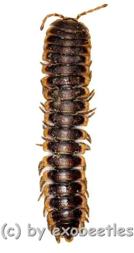 Coromus diaphorus ( 45 – 54 ) A2